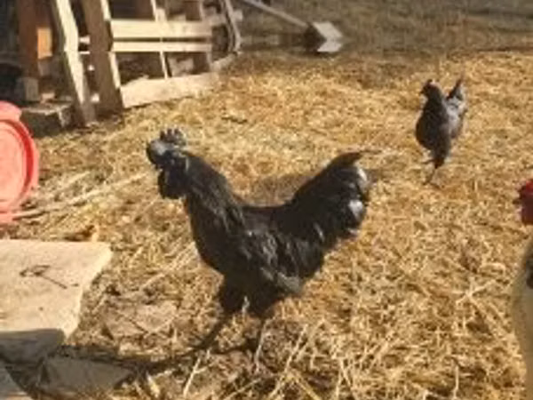 Ayam Cemani — Hungary