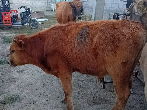 گاو ماده, گاو