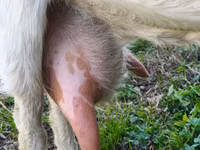 Capra, Beetal goats — foto 3