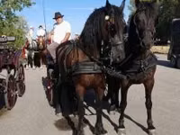 Horse (M), Friesian — photo 1