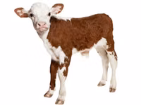 Premixuri pentru animale şi păsări / Премиксы для птиц и животных — ছবি 5
