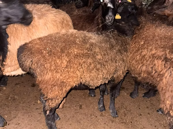 Sheep, Sheep — Kazakhstan