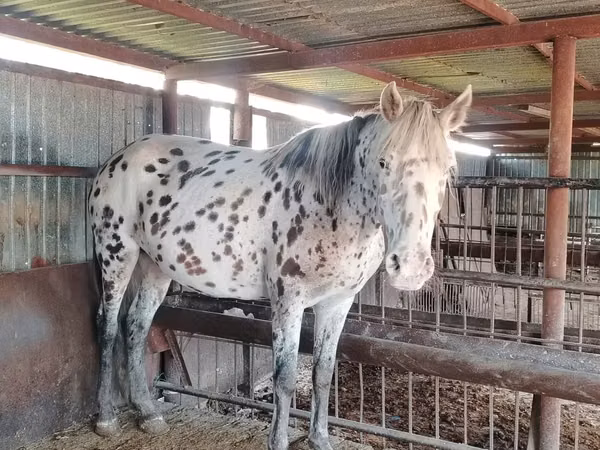 Mare, Horses — Kazakhstan