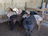 በግ, Sheep — ፎቶ 2