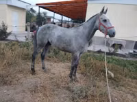 Kuda jantan, Friesian sport horse — foto 2