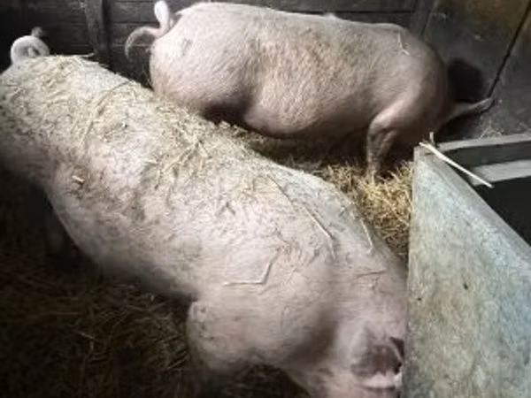 雌豚, 豚
