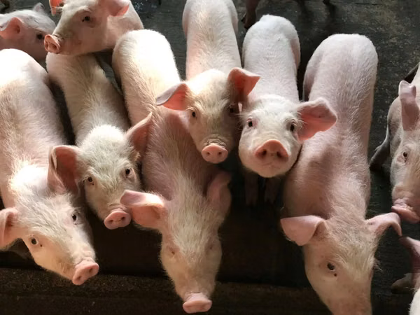 Sow, Pigs — Moldova