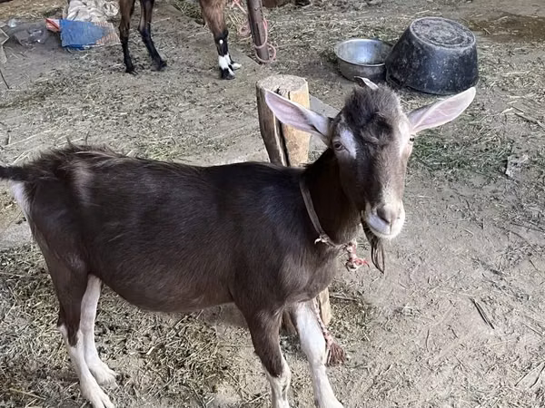 Billy Goat, Goats — Uzbekistan