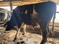 황소, Russian Black pied cattle — 사진 1