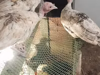 Turkeys — foto 1