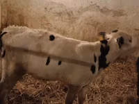 Boğa, Russian Black pied cattle — foto 2