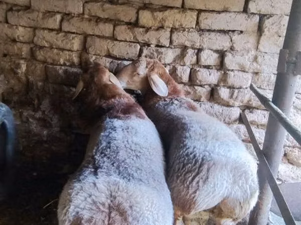 Ram, Sheep