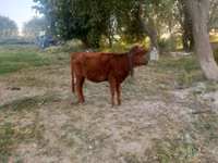 सांड, मवेशी — फ़ोटो 3