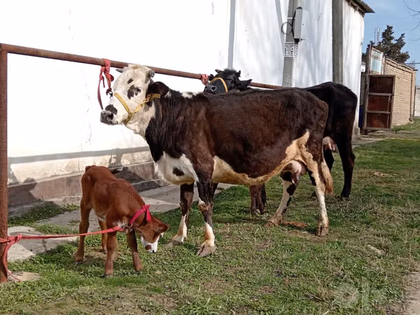 Cow, Simmental cattle — Uzbekistan