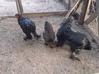 براهما — عکس 1