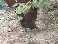 Brahma — foto 6