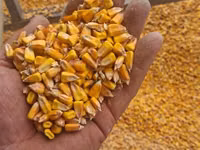 Porumb cu livrare acasă 4,40 lei/kg — ფოტო 1