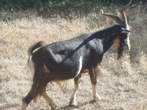 تيس, Saanen goat