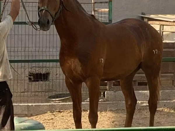 Hengst, Kyrgyz Horse