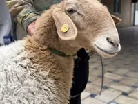 แกะตัวเมีย, Awassi sheep — รูปภาพ 2