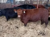 İnek, Aberdin Angus — foto 2