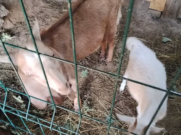 Kambing jantan, Nubian Goat — Kyrgyzstan
