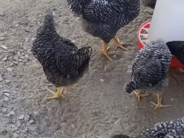 Chickens — Azerbaïdjan