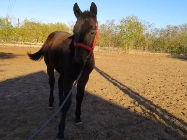 公马, Nonius horse