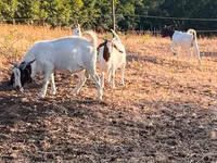 ፍየል, Boer goat — ፎቶ 8