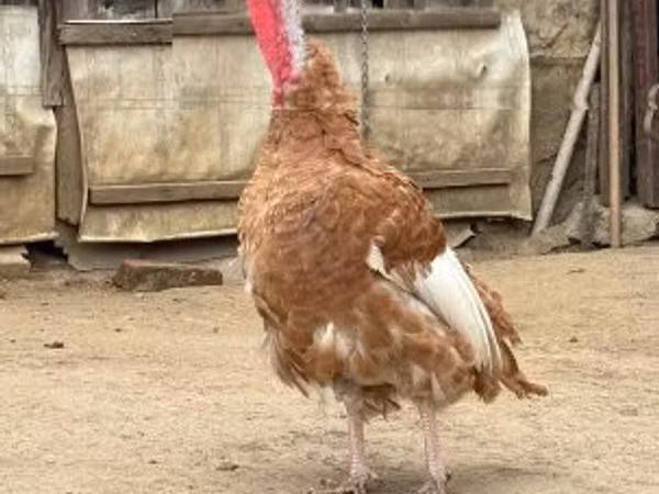 Jersey Buff — Hungary