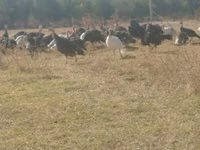 Turkeys — photo 3
