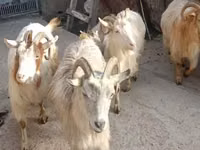 بز ماده, بز — عکس 1