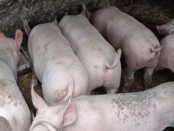 Sow, Pigs