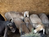 Ido, Arashan sheep — sawirka 8