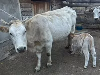 Cow, Swiss cattle — photo 5
