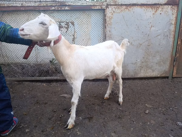 Goat, Nubian Goat — Moldova
