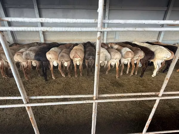Ram, Sheep — Kazakhstan