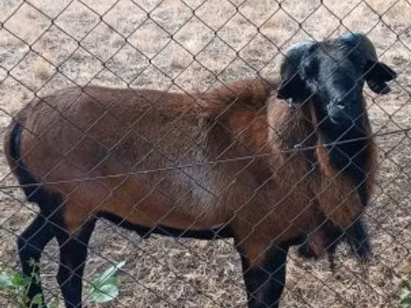 Ram, Cameroon sheep — Hungary