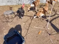 Turkeys — photo 2