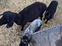 Sheep, Sheep — photo 4