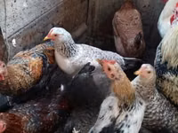 Chickens — 사진 2