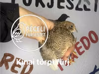 Quails — عکس 3
