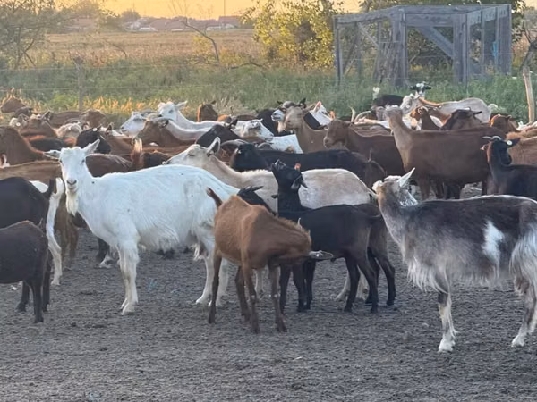 Goat, Goats