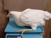 ハイセックス — 写真 1