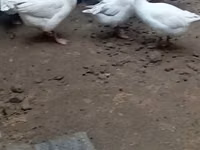 Geese — photo 1