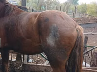 Horse (M), Horses — photo 2