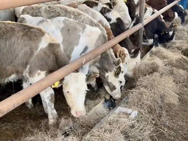 Bull, Swiss cattle