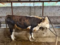 Bull, Cattle — photo 1