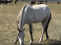 Mare, Horses — photo 2
