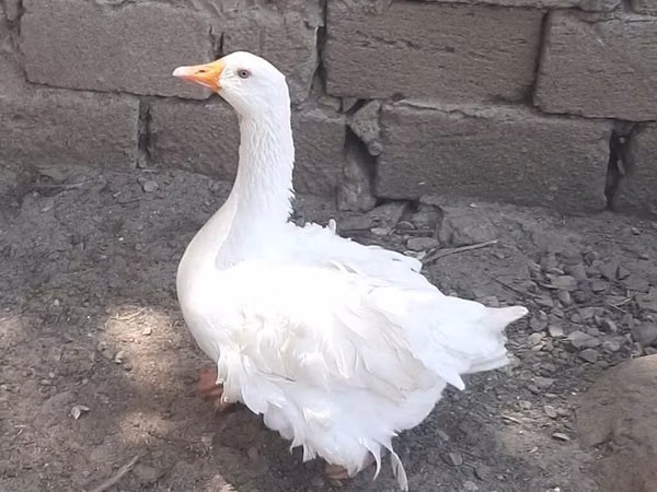 Geese — جمهوری آذربایجان